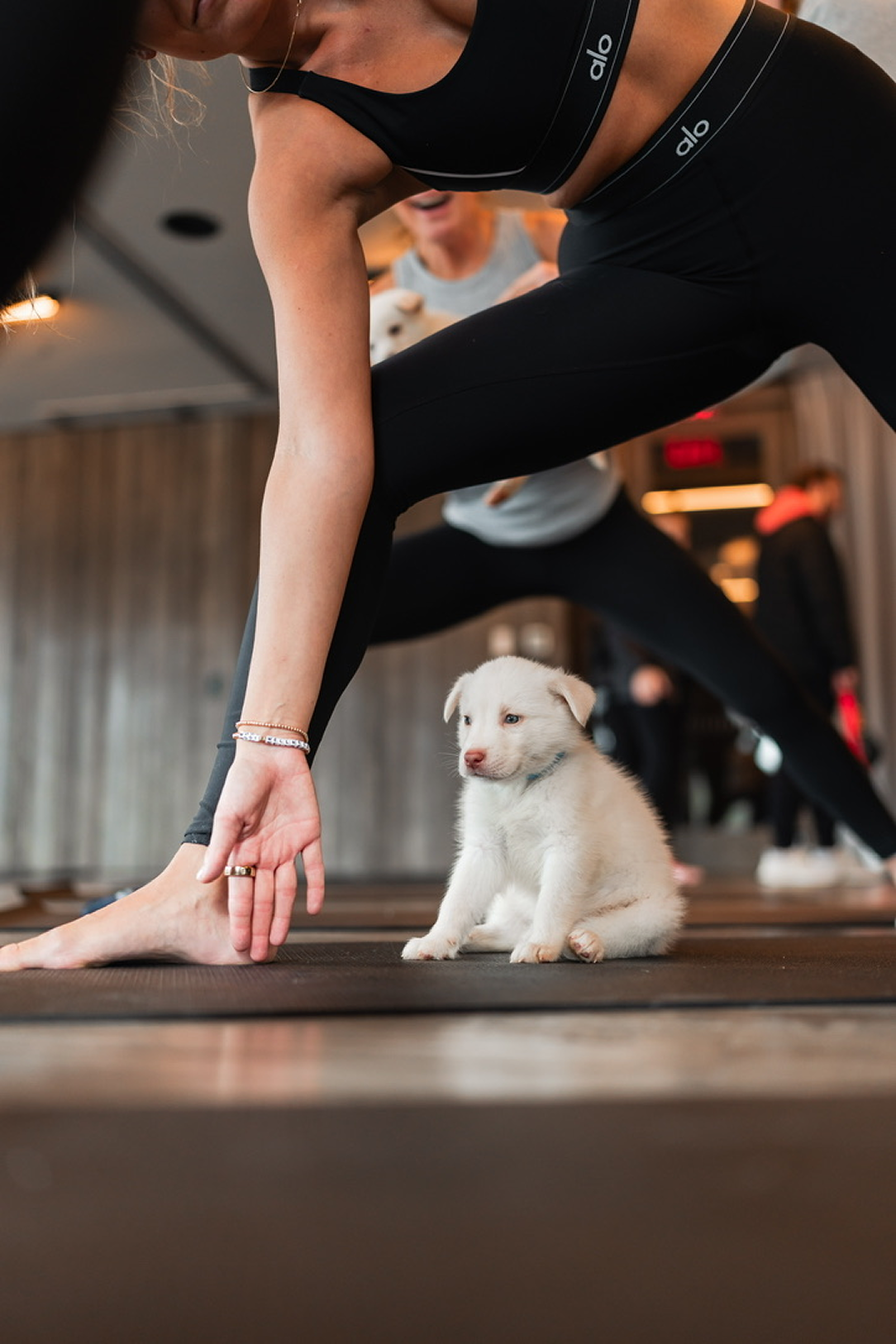 Rescue Puppy Yoga with Barrkli • June 27