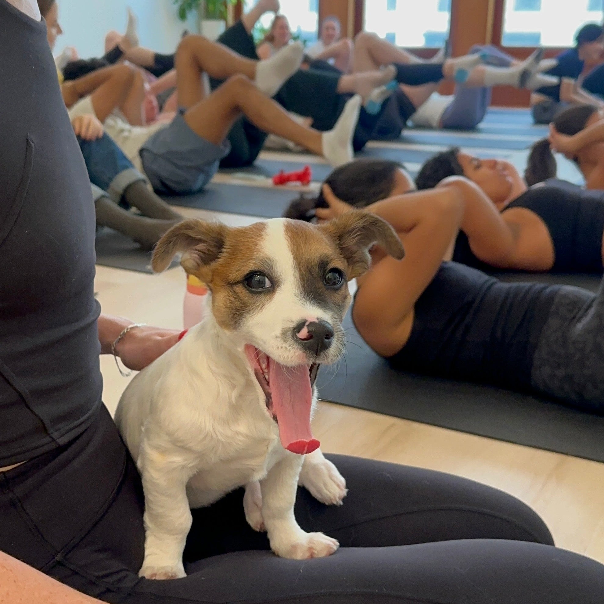 Rescue Puppy Yoga • September 19